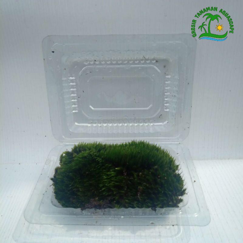 Star Moss Darat Paludarium Terarium Tanaman Hias Paludarium Hiasan Aquarium Dekorasi Aquascape