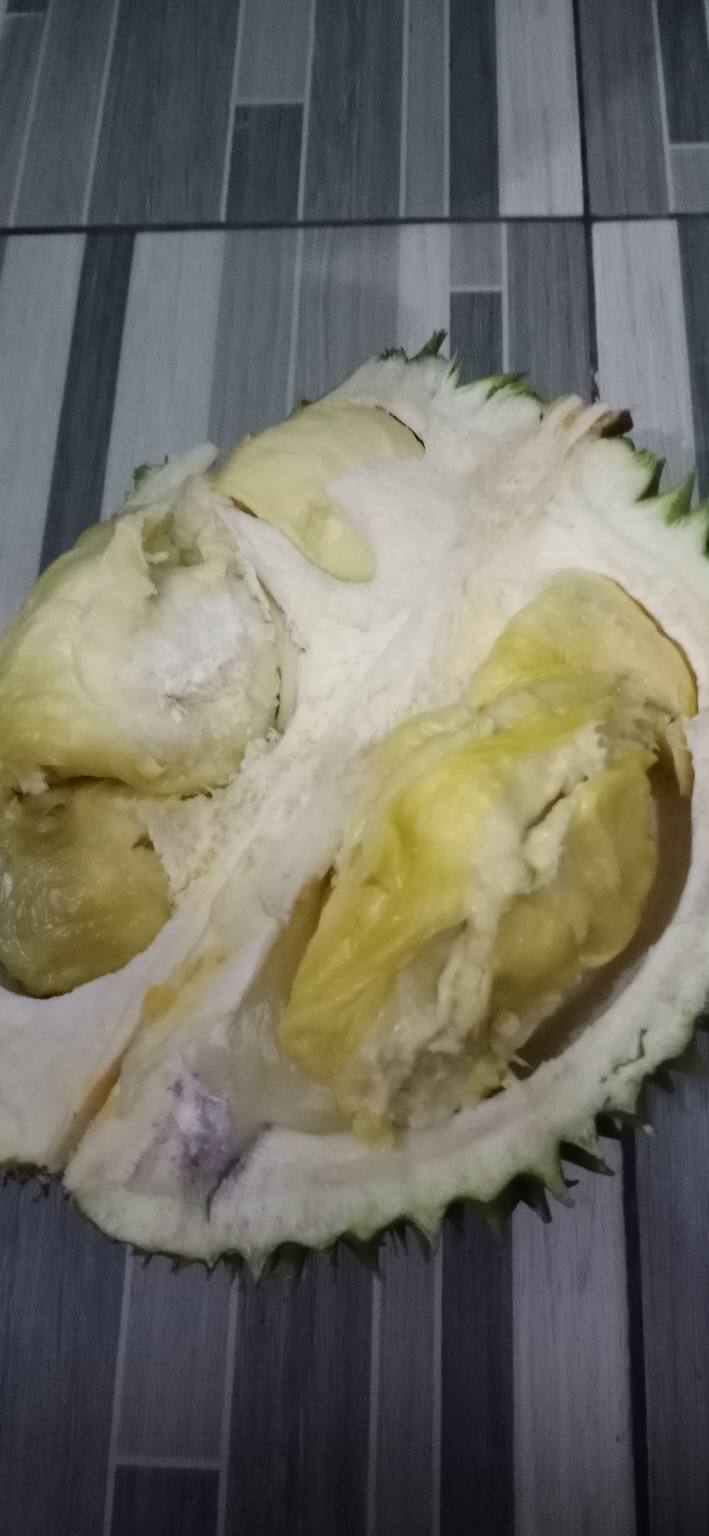 Payung Lipat 3 Jumbo Polos Besar Rosida