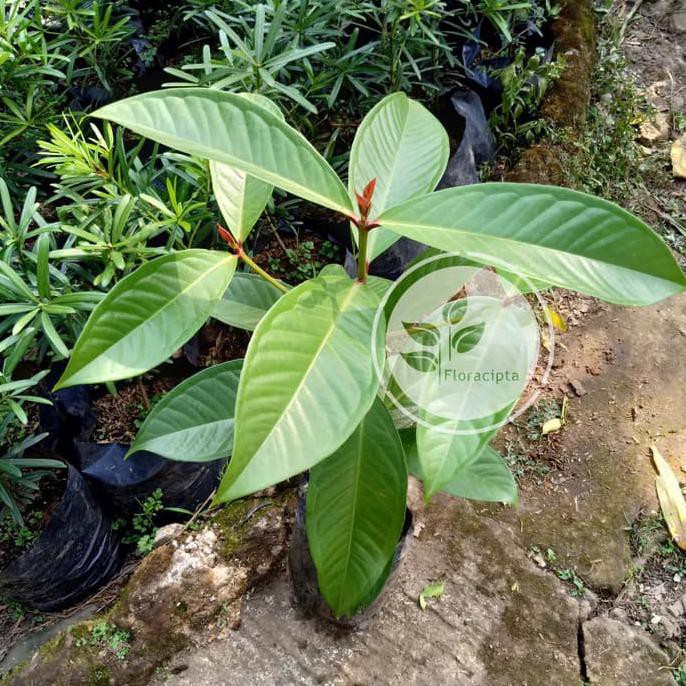 Sl1M Bibit Pohon Jambu Air Jamaika Buah Jambu Jamaica Bibit Jambu Jamaika Pohon Jambu Jamaika