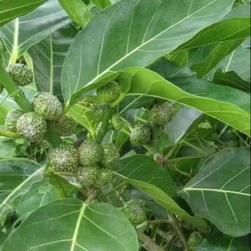 

Daun Awar Awar Segar Per 1 kg