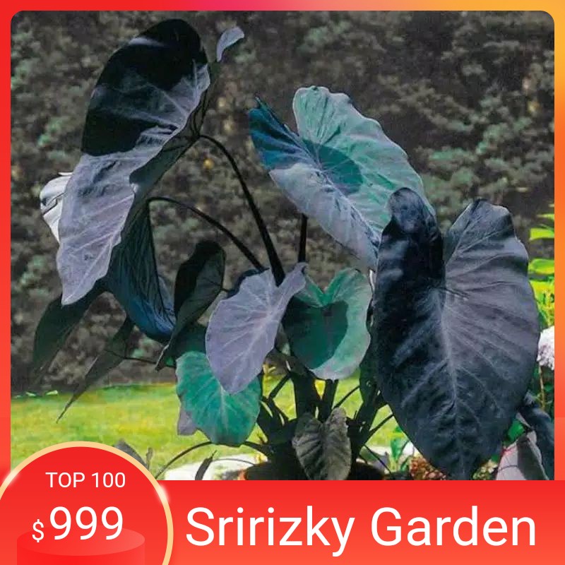 TANAMAN HIAS KELADI HITAM | TALAS HITAM | CALADIUM HITAM