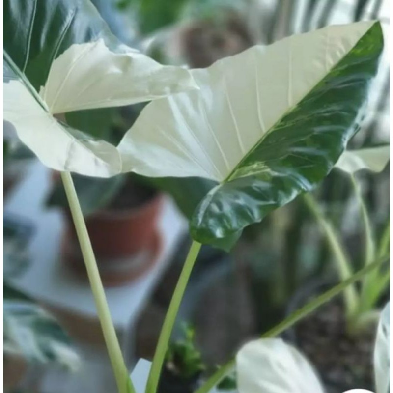 tanaman hias  keladi alocasia alocasia varigata lompong  
