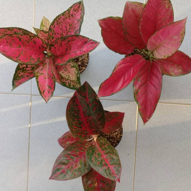 Bunga aglonema 3 jenis