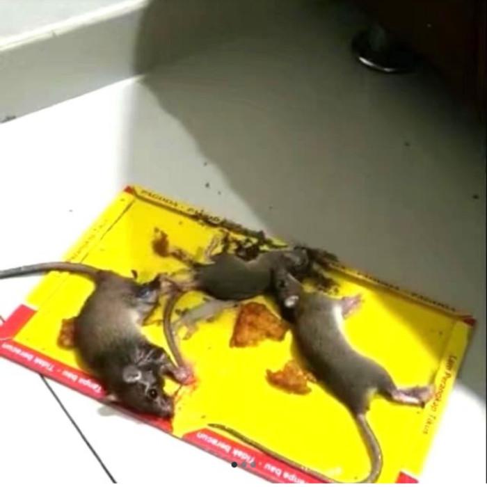 lem tikus papan pagoda