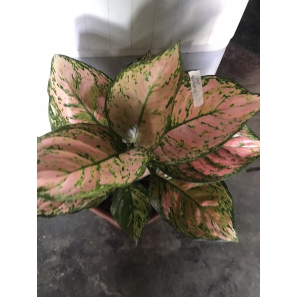 Aglonema dud Gold dn red king