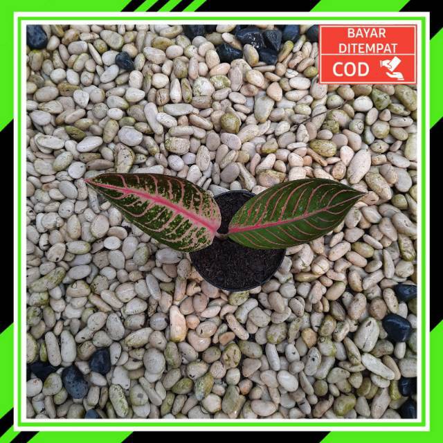 [✅COD] PRIDE OF SUMATRA - (AGLONEMA BIBIT) / AGLONEMA RED SUMATRA / AGLONEMA BIBIT MURAH