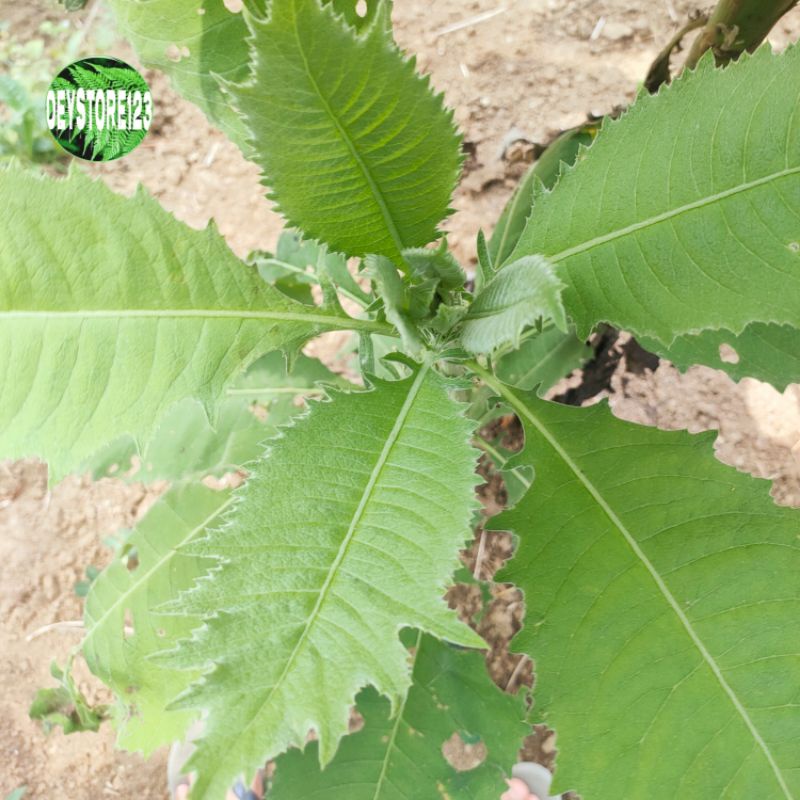 

Daun sembung segar berat 250 grm