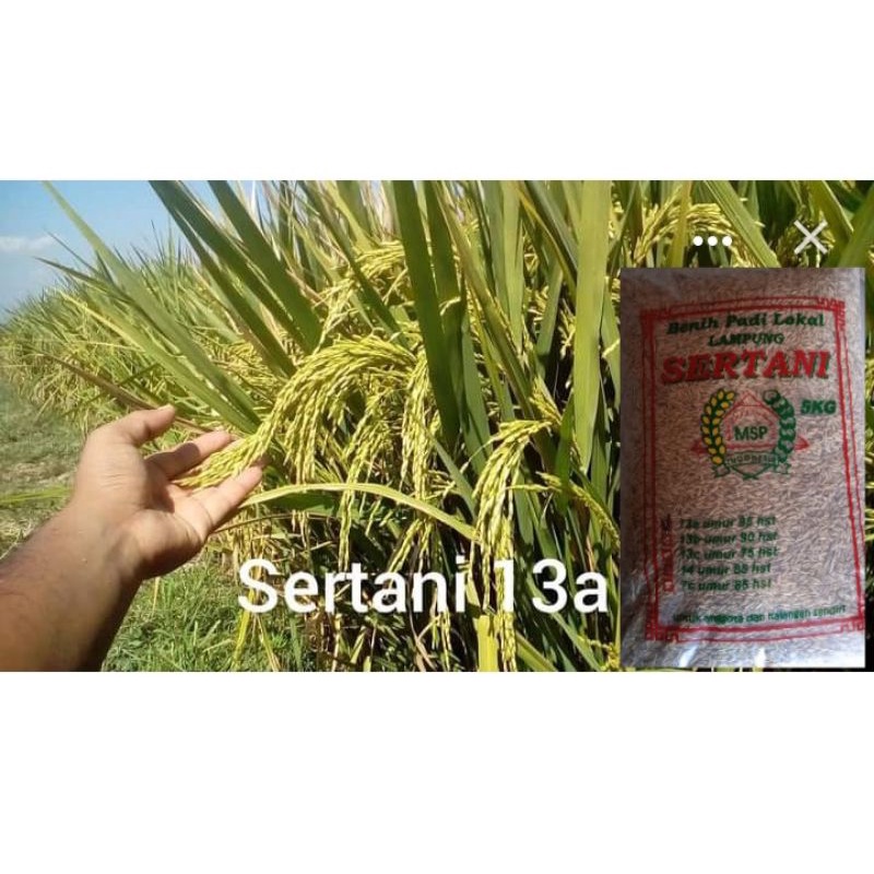 Benih Padi Unggul SERTANI 13A 5kg