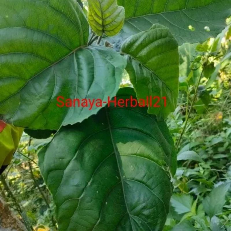 

jual daun talingkup segar per 1kg