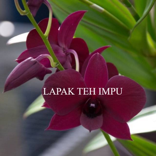 PROMO  BUNGA Anggrek Dendrobium Panama Red