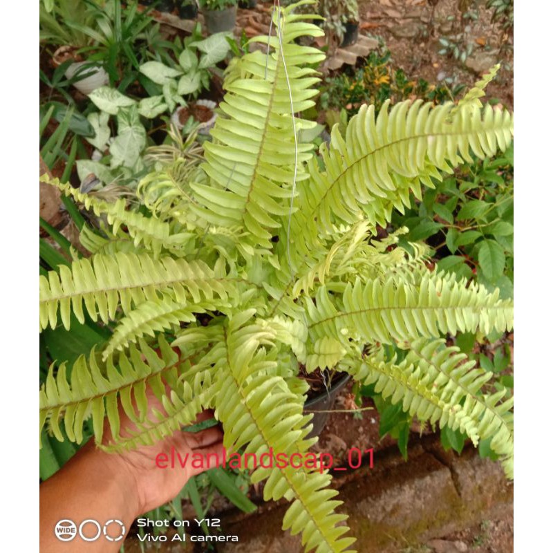 tanaman hias pakis Boston/ pakis boston