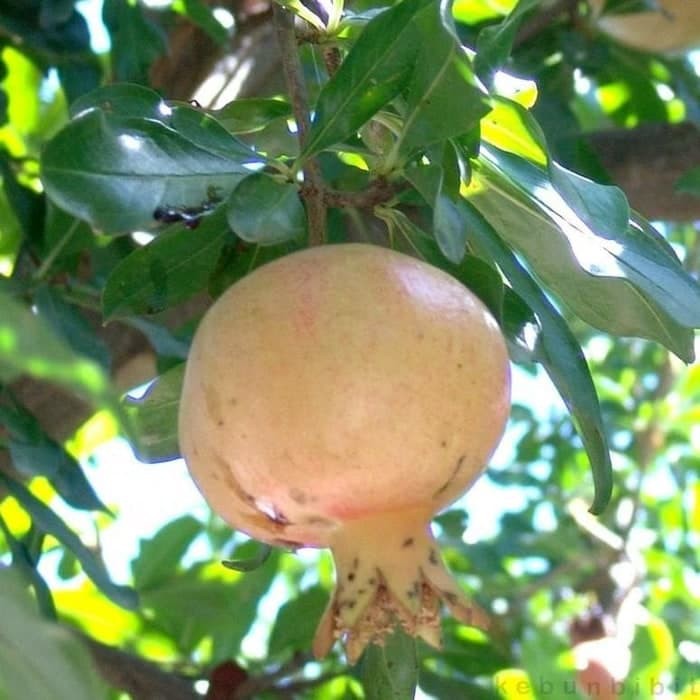 bibit tanaman buah Delima Putih