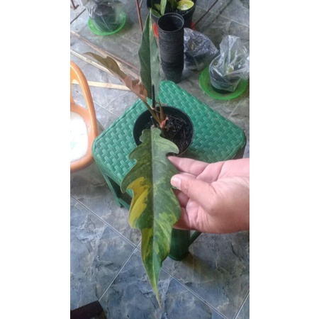 philo caramel varigata