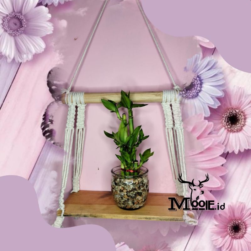 Tanaman Hias Bambu Rejeki 1 Set Batu + Pot Kaca / Bambu Hoki / Bambu Cina / Pagoda / Dracaena Sander