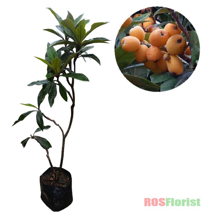 Bibit Tanaman Buah Loquat / Biwa