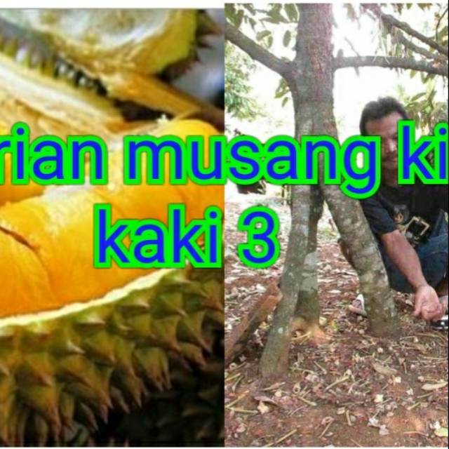 

Bibit durian musangking kaki 3