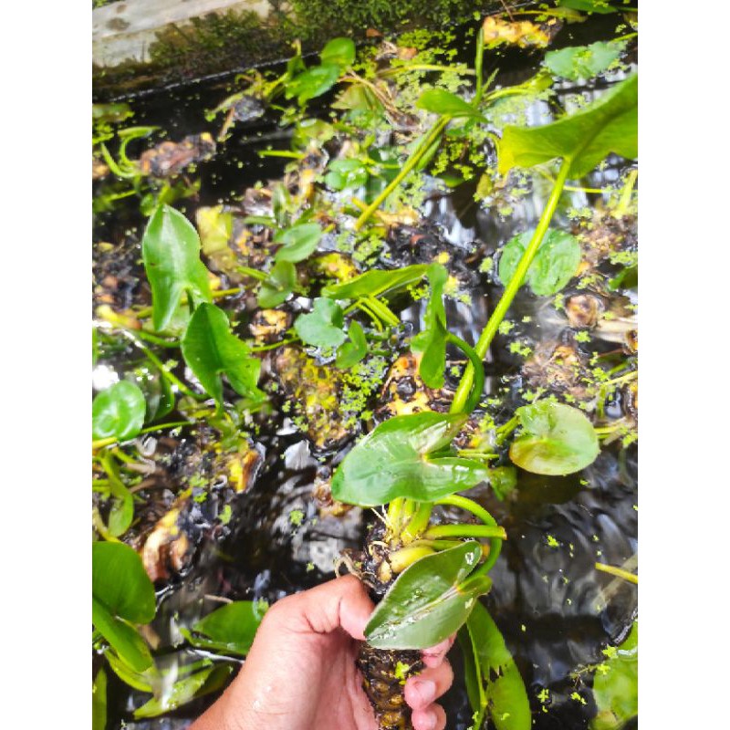 water lily tanaman aquascape murah