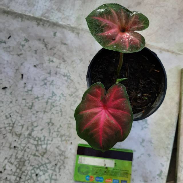 Bibit Caladium Patthalung Shopee Indonesia