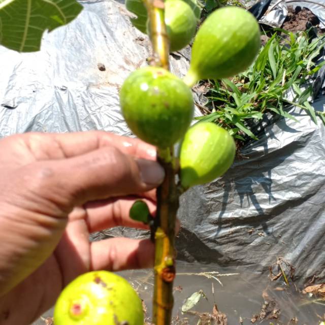 Bibit tin jenis JTV. JOLLY TIGER VARIGATA