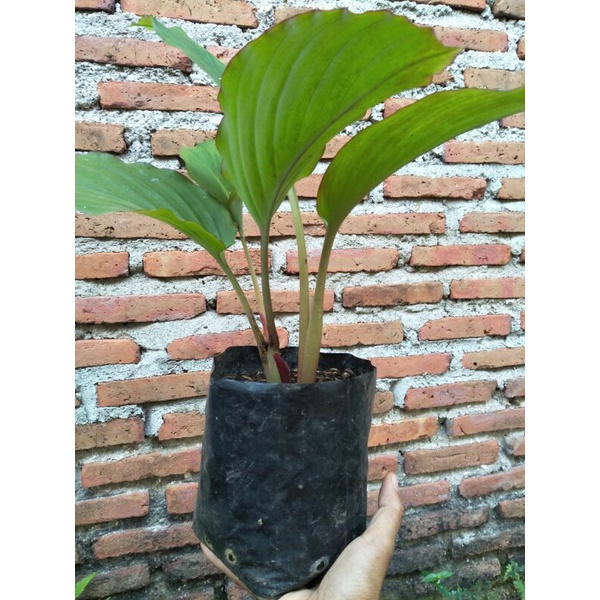 bibit kunyit hitam asli