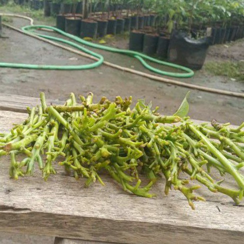 Entres / Pucuk Alpukat Red vietnam Valid Asli  entres bibit red vietnam