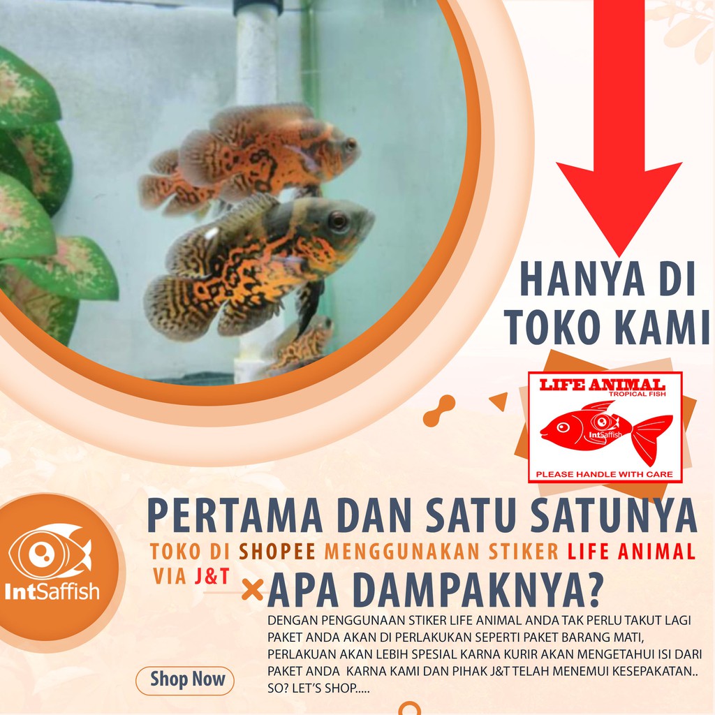 (termurah) Oscar Tiger batik 3jari