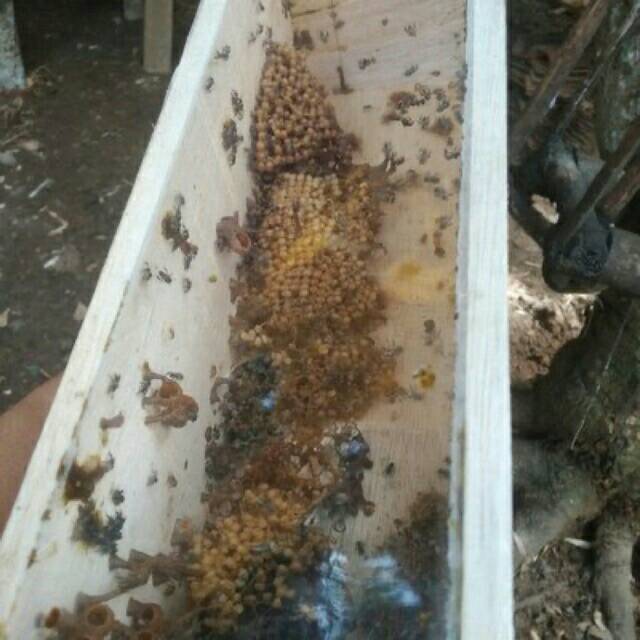 

Koloni klanceng leaviceps