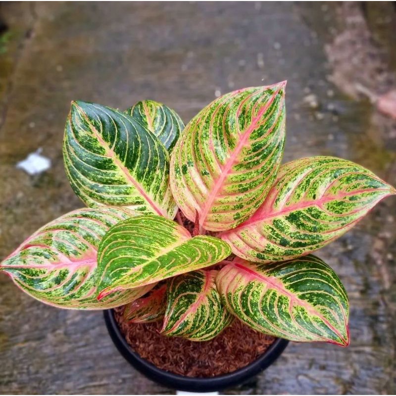 Aglonema Maeswara - Tanaman hias aglaonema Maeswara - tanaman hias hidup - bunga hidup - bunga aglon