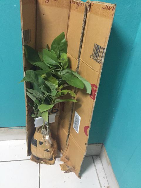 Bibit Buah Juwet Hitam