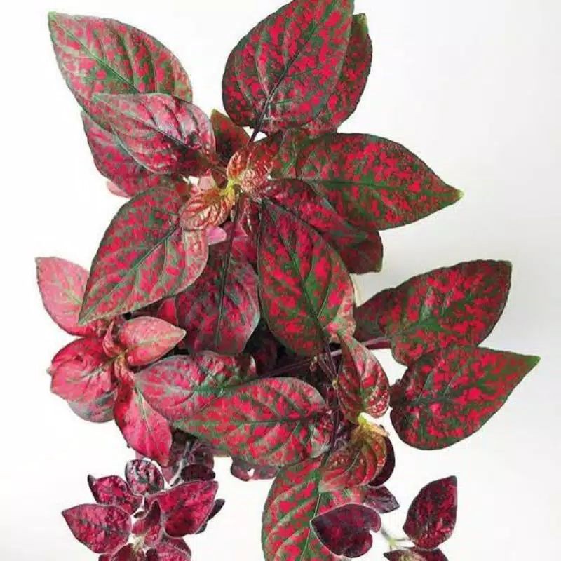 Tanaman Hias Daun Hypoestes Merah/Tanaman Hias Daun Hypoestes Polkadot Merah