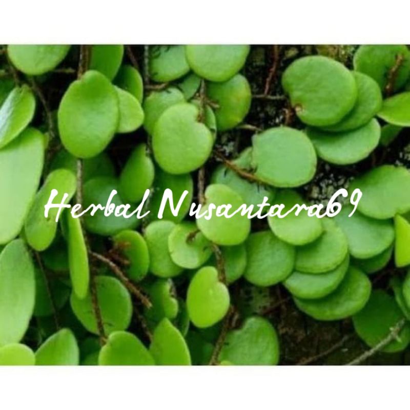 

Daun Picisan Segar / Sisik Naga Fres 100gr