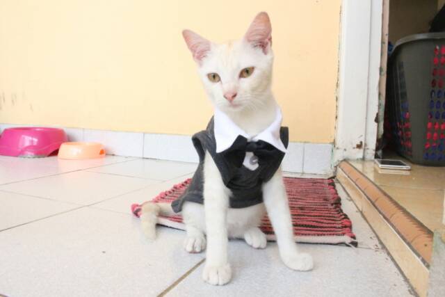 Kaos tuxedo warna abu-abu gorilla untuk kucing / baju kucing dan aksesoris murah size S M L XL