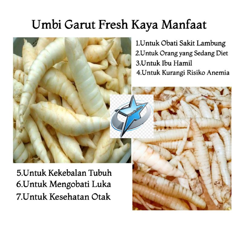 UMBI GARUT/UMBI ANGKRIK MENGOBATI ASAM LAMBUNG & BANYAK MANFAATNYA