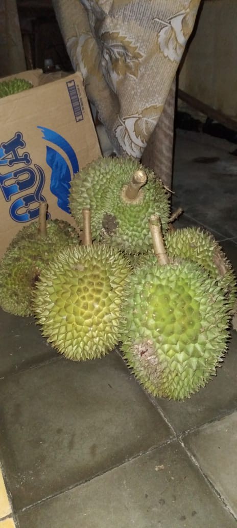 #bayardirumah Tunik Batik Terbaru M - Jumbo Ld 130cm