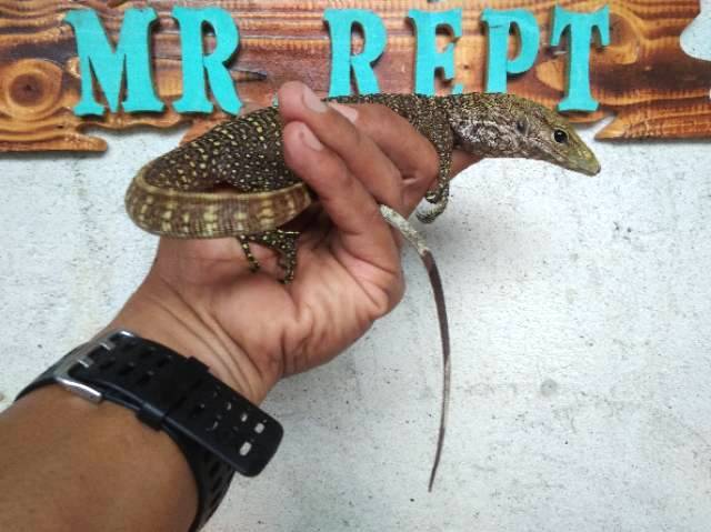 Vrn Nebu Shopee Indonesia