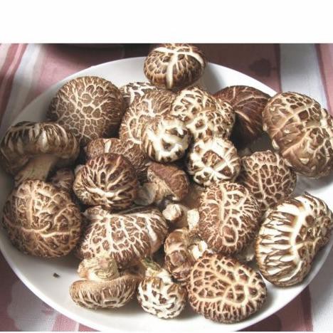 

TERMURAH jamur shitake kering 250gr Kode 462