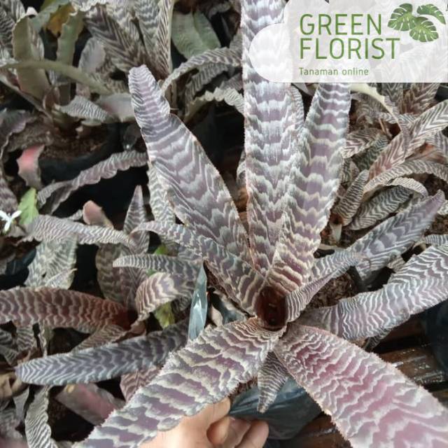 Tanaman hias bromelia crypantus / tanaman hias bromelia tokek / bromelia tokek