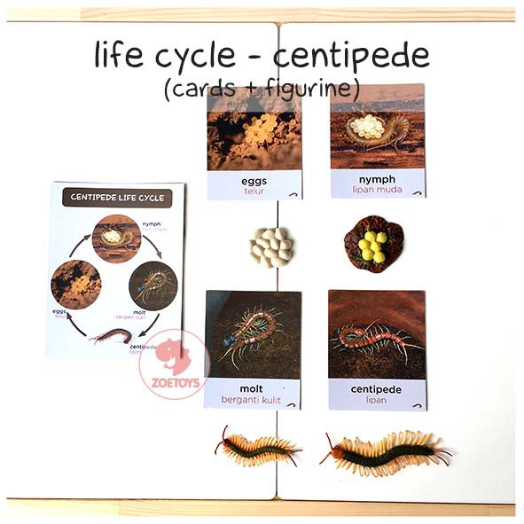 Zoetoys Paket Hemat Montess : Life Cycle Figures + Cards | Bee Butterfly Chicken Frog