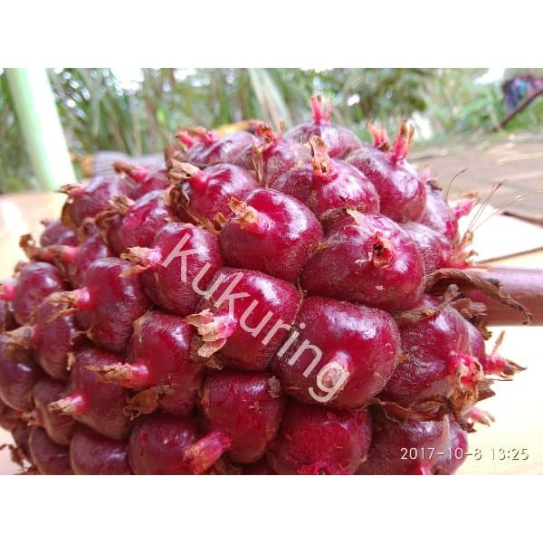 

BUAH HONJE SEGAR BUKAN JUS HONJe