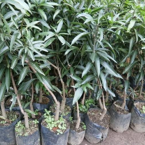 Bibit Tanaman Buah Mangga Irwin Tinggi 1 meter