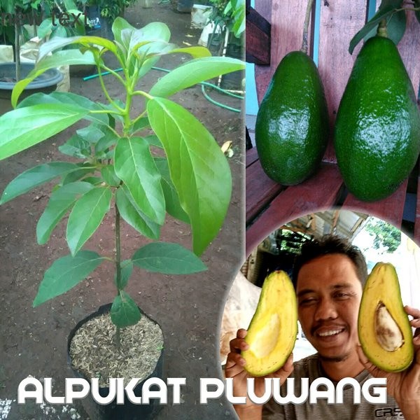 bibit alpukat pluwang