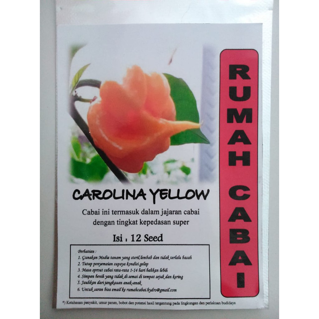 BENIH CABAI CAROLINA YELLOW CABAI SUPER PEDAS CABAI TERPEDAS RUMAH CABAI BENIH CABE