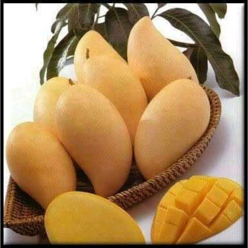 Bibit Pohon Mangga Jenis Namdogmai Unggul