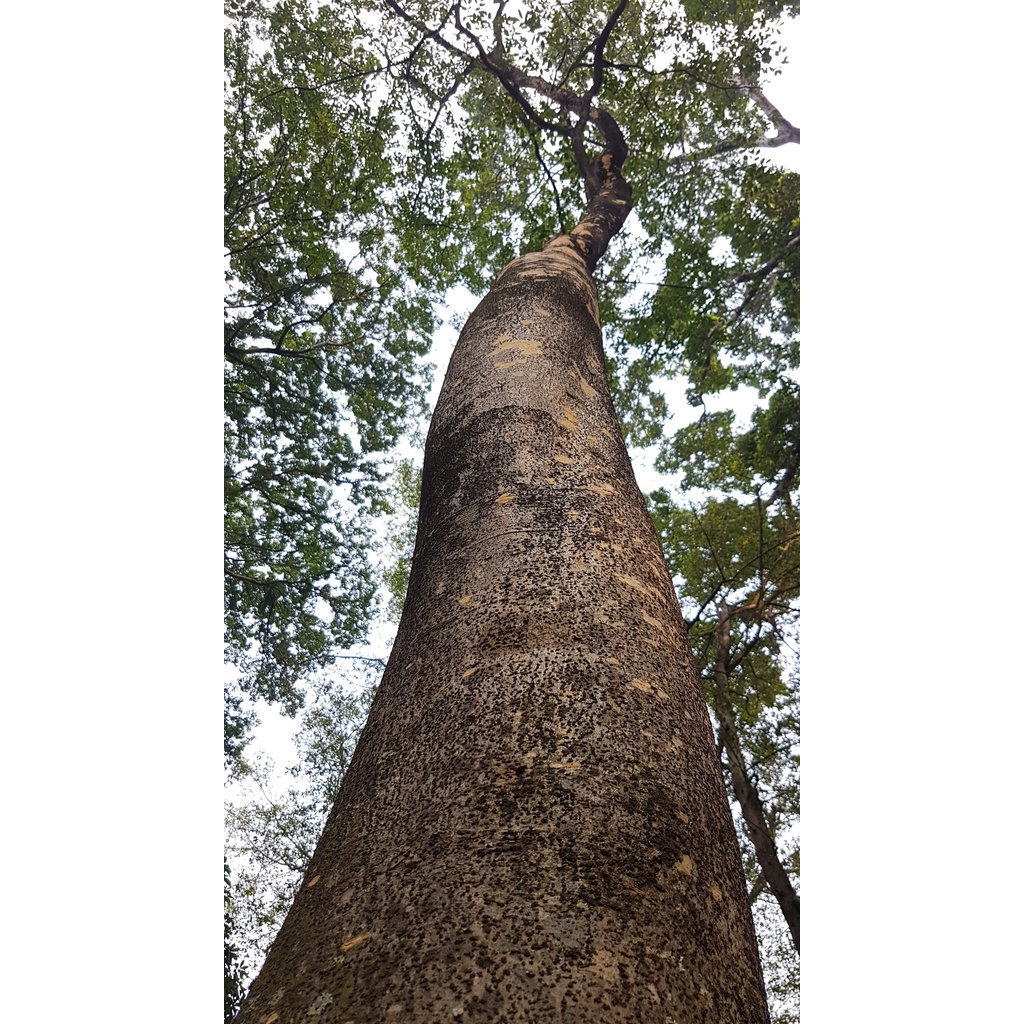 Gratis Bonus - 1 Bibit Benih Merbau