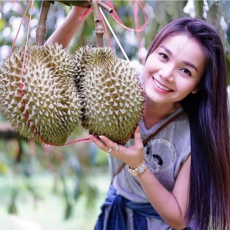 bibit jambu air madu