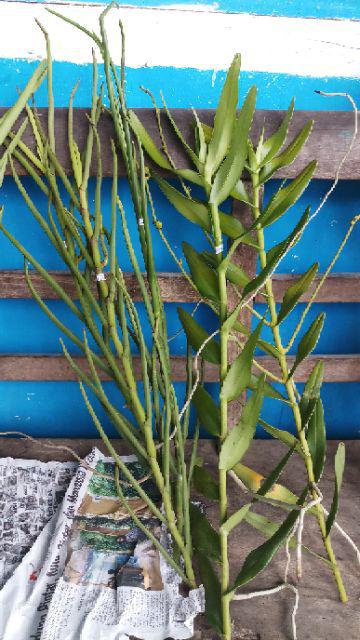 Anggrek Tanah Paket Hemat