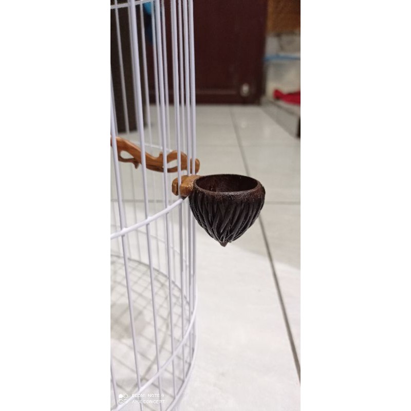 cepuk tempat makan minum burung kecil pleci konin sogon dan burung kecil lainnya