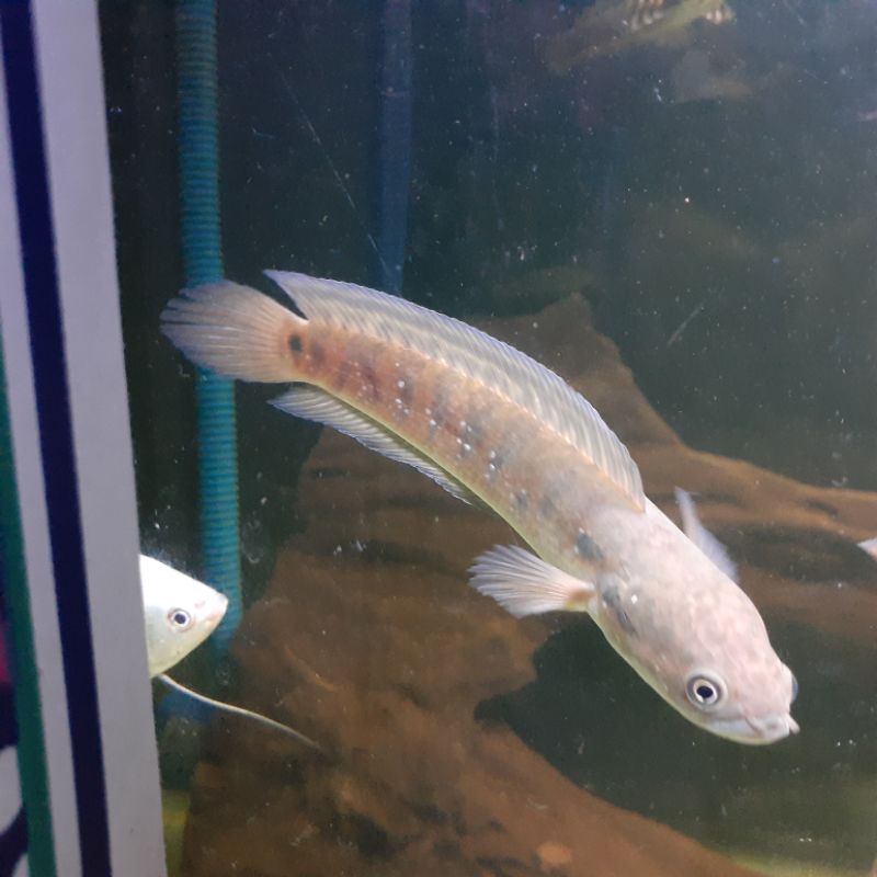 ikan channa asiatica rsws
