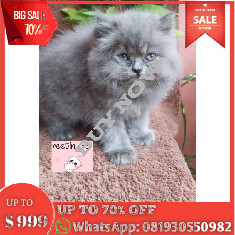 Kitten Persia Abu Solid Flat Nose Anak Kucing Long Hair Bigbone Persia Mix British Bsh Shopee Indonesia