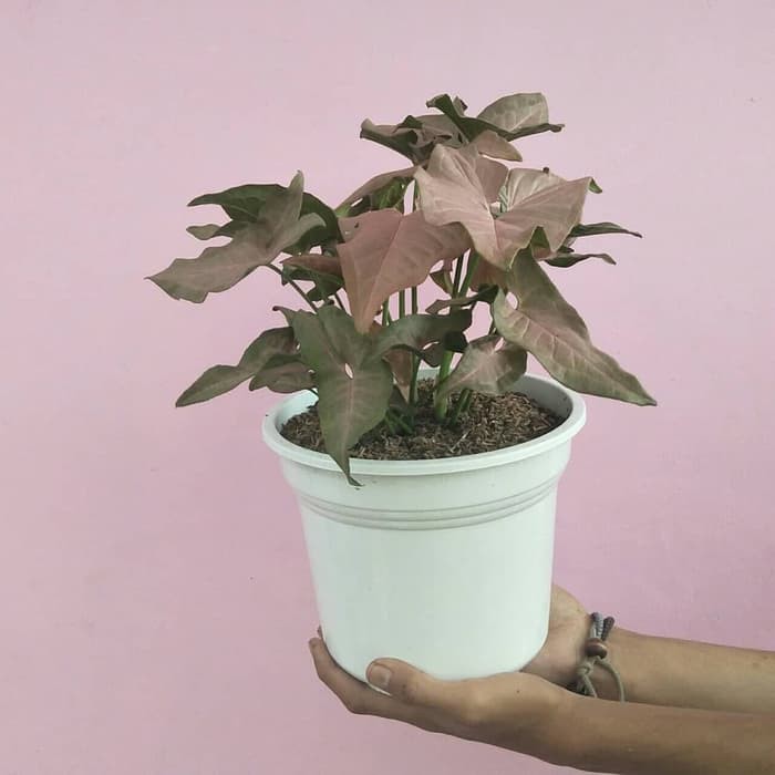 Tanaman hias air yang tahan di dalam ruangan indoor syngonium pink